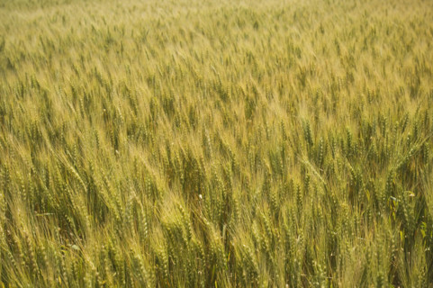 View of wheat field. Date : 2007