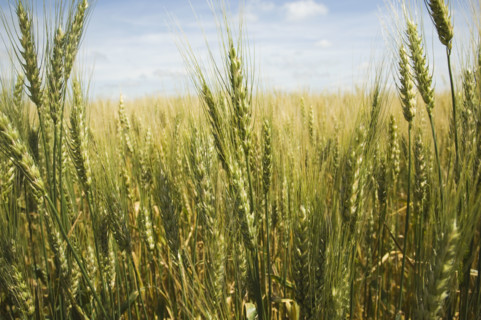 Close up of wheat in field. Date : 2007