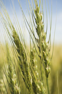 Close up of wheat. Date : 2007