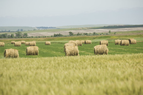 View of wheat field and hay bales. Date : 2007