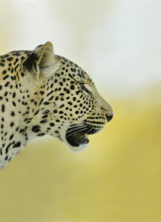 Close up of leopard. Date : 2007