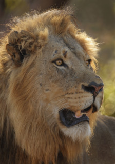 Close up of male lion. Date : 2007