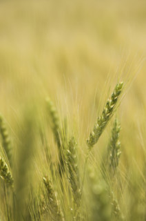 Close up of wheat. Date : 2007