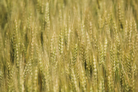 Close up of wheat. Date : 2007
