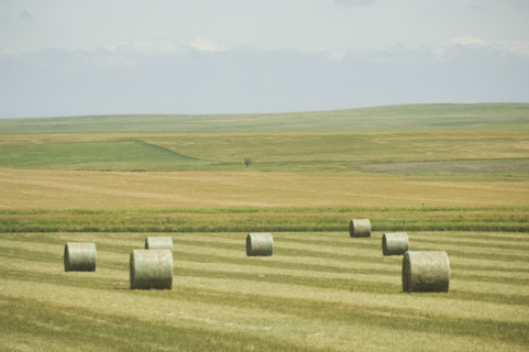 Hay bales in field. Date : 2007
