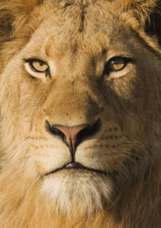 Close up of male lion. Date : 2007