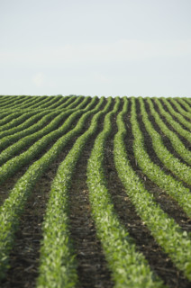 Rows of soy beans in field. Date : 2007