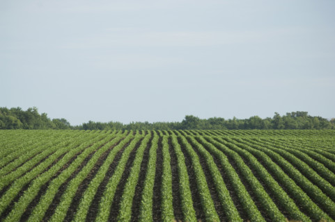 Rows of soy beans in field. Date : 2007