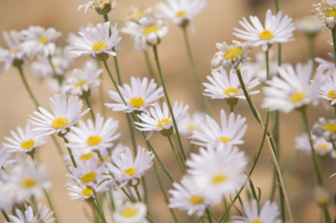 Close up of flowers. Date : 2007