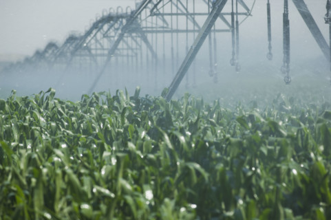 Irrigation over corn field. Date : 2007