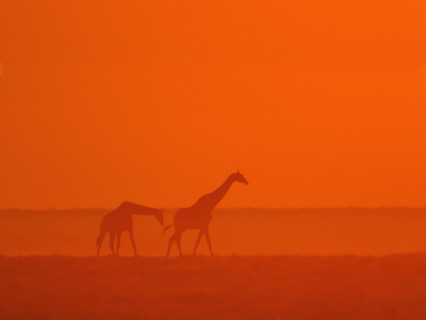 Giraffes walking at sunset. Date : 2007
