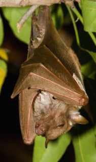 Fruit bat hanging in tree, Greater Kruger National Park, South Africa. Date : 2007