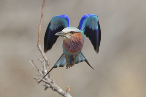 Lilac-Breasted Roller in flight, Greater Kruger National Park, South Africa. Date : 2007