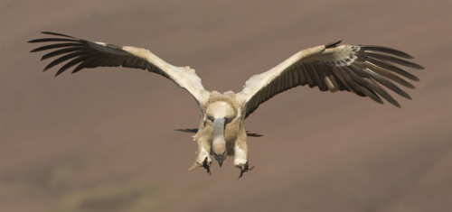 Cape Griffon vulture, Drakensberg Mountain Range, South Africa . Date : 2007
