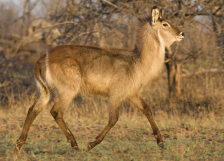 Waterbuck walking, Greater Kruger National Park, South Africa. Date : 2007