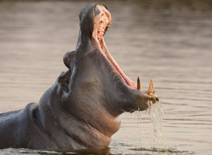 Hippopotamus in water, Greater Kruger National Park, South Africa. Date : 2007