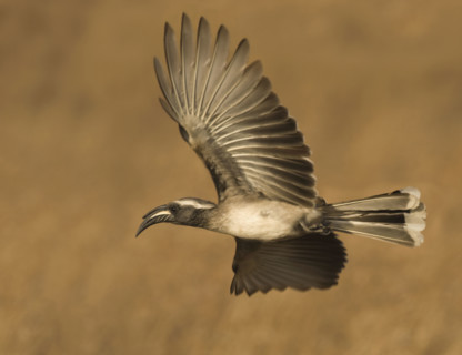 African Grey Hornbill in flight, Greater Kruger National Park, South Africa. Date : 2007