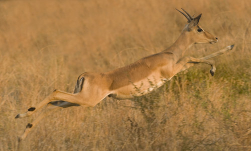 Impala jumping, Greater Kruger National Park, South Africa . Date : 2007