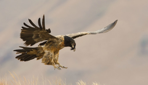 Lammergeier vulture in flight, Drakensberg Mountain Range, South Africa. Date : 2007