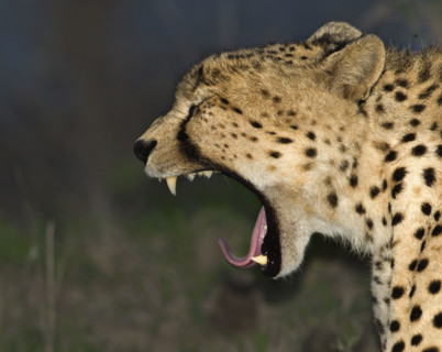 Cheetah yawning, Greater Kruger National Park, South Africa. Date : 2007