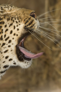 Leopard yawning, Greater Kruger National Park, South Africa. Date : 2007