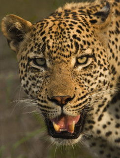 Close up of Leopard, Greater Kruger National Park, South Africa. Date : 2007