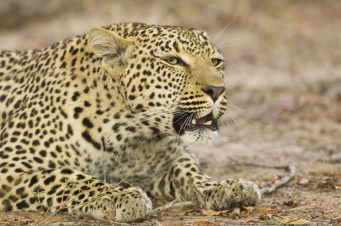 Leopard laying on ground, Greater Kruger National Park, South Africa. Date : 2007