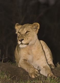 Lion laying on ground, Greater Kruger National Park, South Africa . Date : 2007