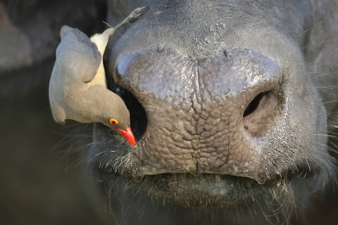 Red-Billed Oxpecker on Ox’s face, Greater Kruger National Park, South Africa. Date : 2007