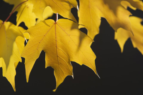 Close up of autumn leaves on branch.