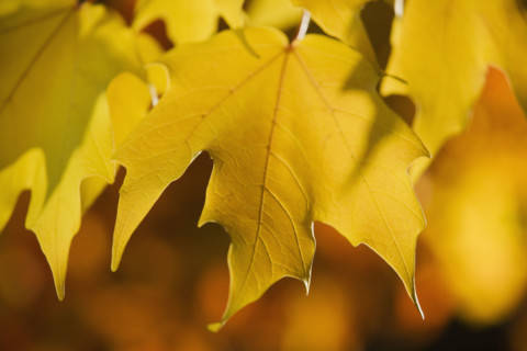 Close up of autumn leaves on branch.