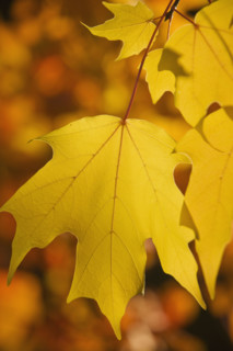Close up of autumn leaves on branch.