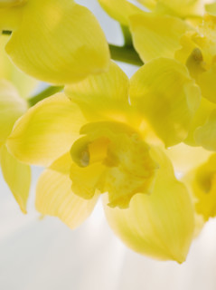 Close up of freesia.