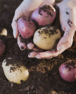 Woman holding potatoes and soil.