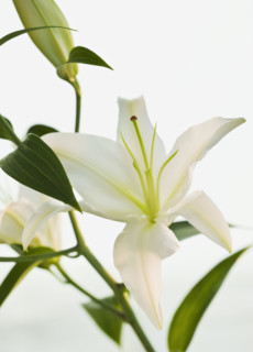 Close up of lily.