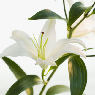 Close up of lily.
