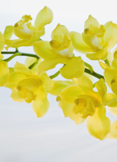 Close up of freesia.