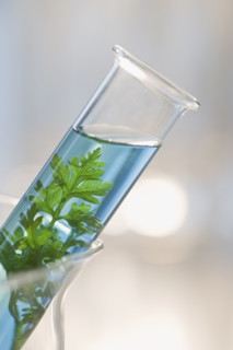 Plant and liquid in vial.