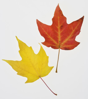 Close up of autumn leaves.