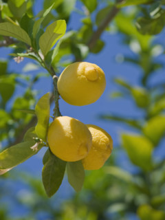 Close up of lemons on tree.