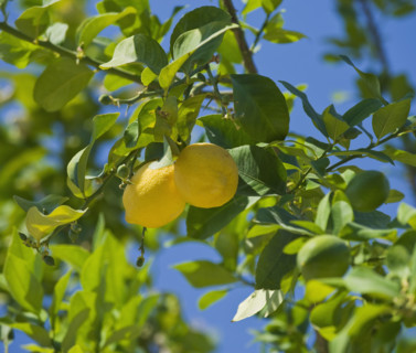 Close up of lemons on tree.