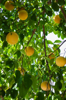 Close up of grapefruit on tree.