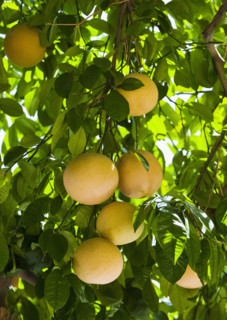 Close up of grapefruit on tree.