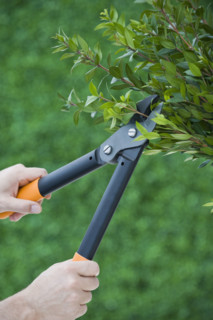 Man pruning bush.