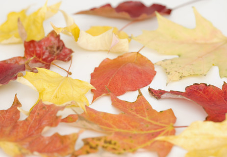 Close up of autumn leaves. Date : 2008