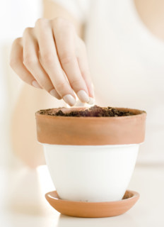 Woman planting seed in pot. Date : 2008
