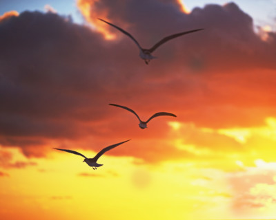 birds in the sunrise/sunset. Date : 2008