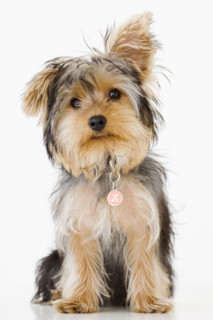 Portrait of Yorkshire terrier. Date : 2008