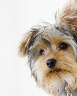 Close up of Yorkshire terrier. Date : 2008