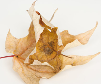 Close up of autumn leaves. Date : 2008